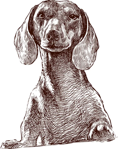 Esboço de dachshund — Vetor de Stock