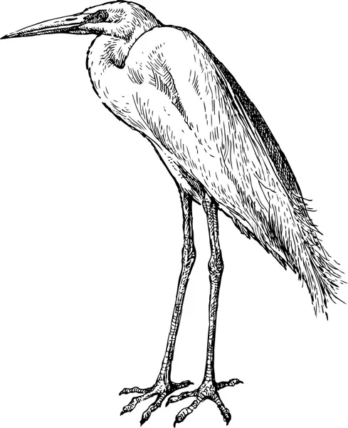 Sketch of heron — Stock Vector