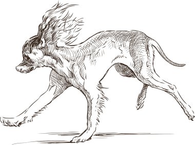 komik İtalyan tazı