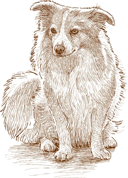 Пухнасті собачка — стоковий вектор