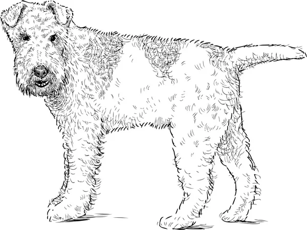 Fuchs-Terrier-Skizze — Stockvektor