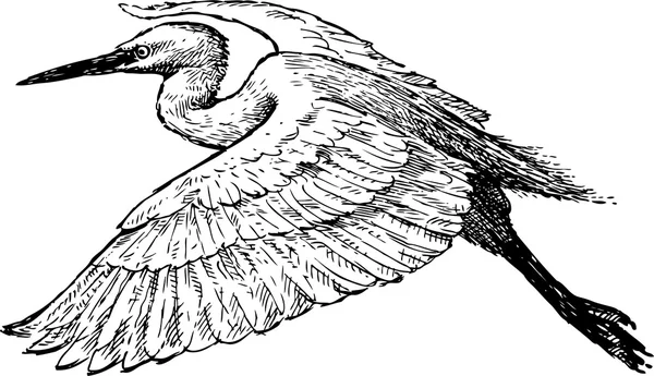 Boceto de una garza voladora — Archivo Imágenes Vectoriales