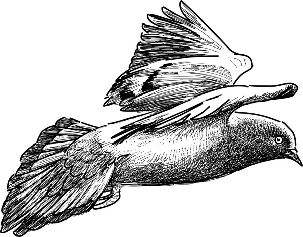 Flying pigeon sketch — Stock Vector