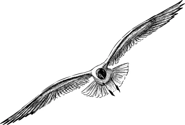 Flying gulls sketch — Stock Vector