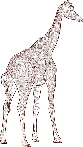 Girafa cubo esboço —  Vetores de Stock
