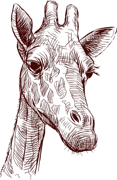 Sketch of the giraffe head — Stock Vector