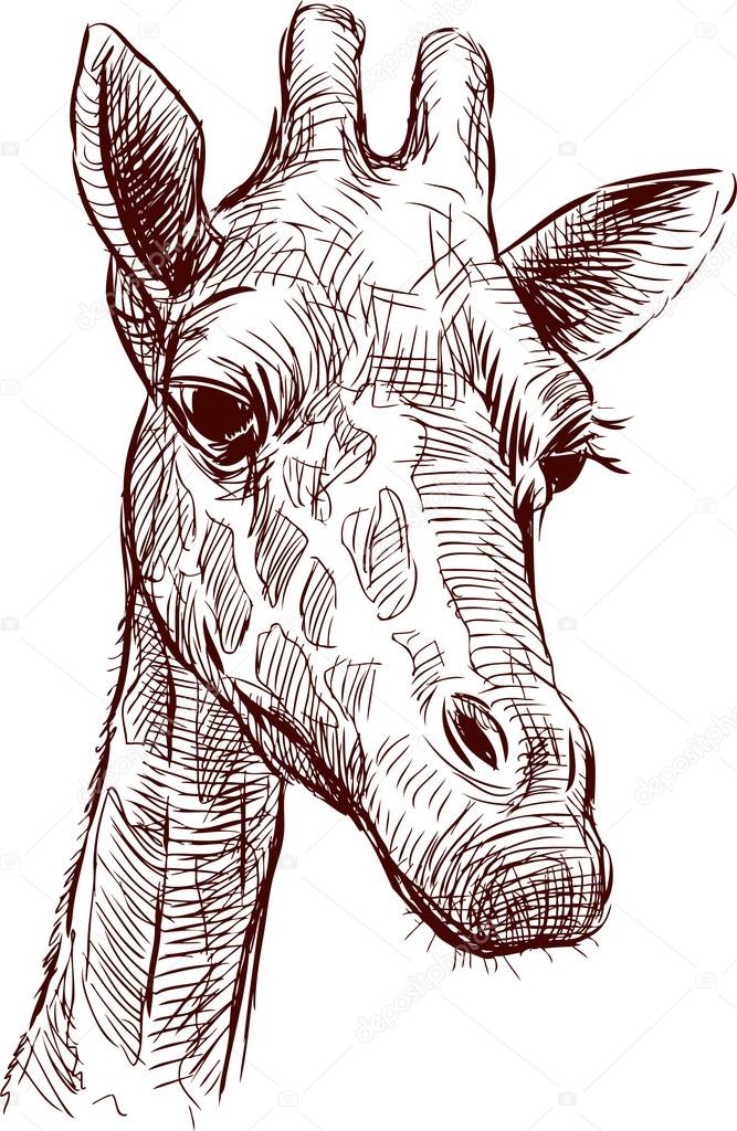 The Head of a Giraffe Sketch Black and White Vector Graphics Drawing Stock  Vector  Illustration of monochrome nature 116838002