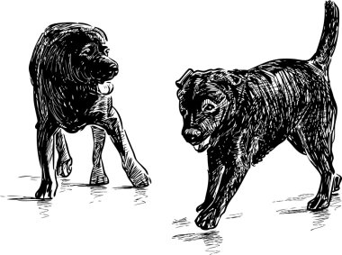 av köpeği yavru çizimler