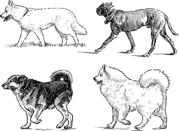 Schetsen van het lopen van de honden — Stockvector