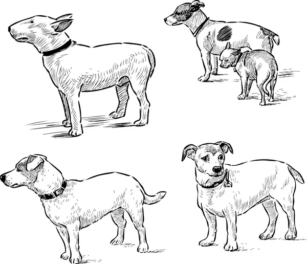 Sketches of dogs — Stock Vector