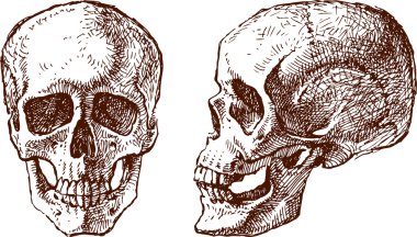 bir insan kafatası çizimler