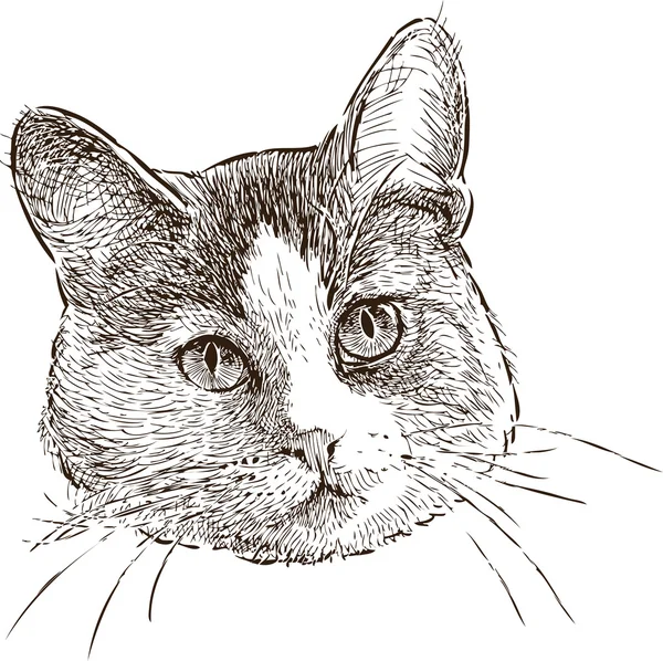 Tête de chat domestique — Image vectorielle