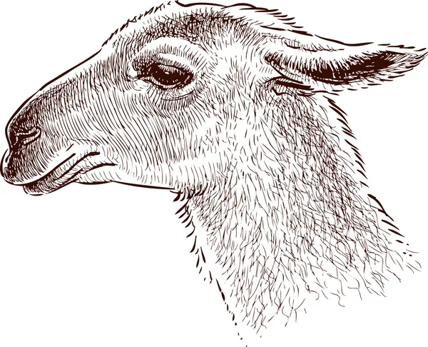 Kafa bir lama — Stok Vektör