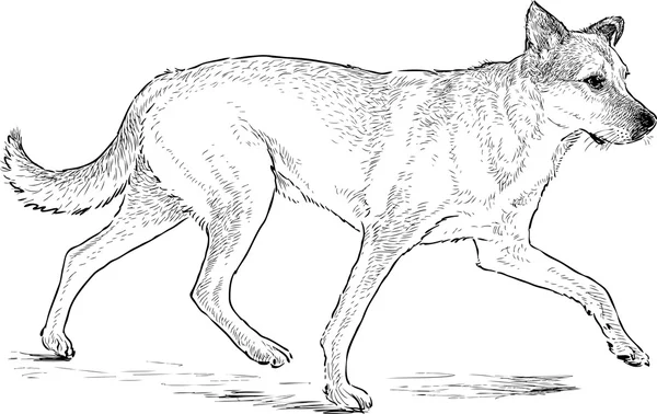 Croquis d'un chien ambulant — Image vectorielle