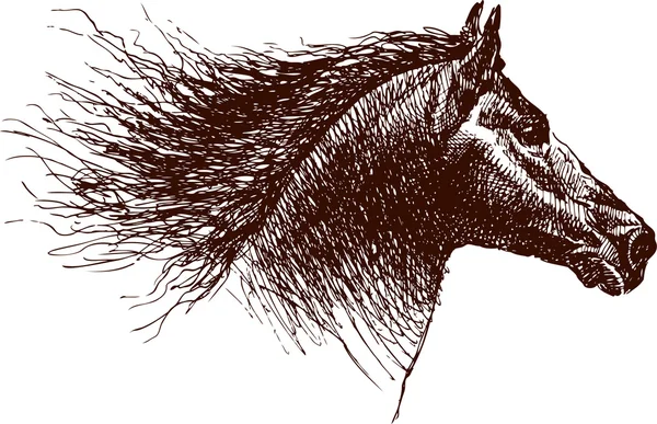 Tête de cheval — Image vectorielle