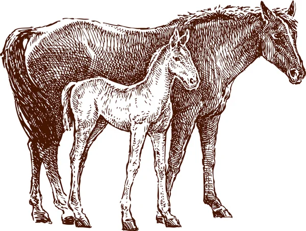 Лошадь и жеребенок — стоковый вектор