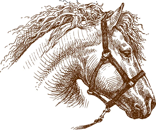 Hlava koně — Stockový vektor