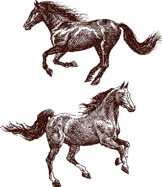 Sketches of the horses — Stock Vector