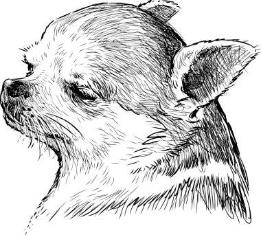 bir kucak köpeği başkanı