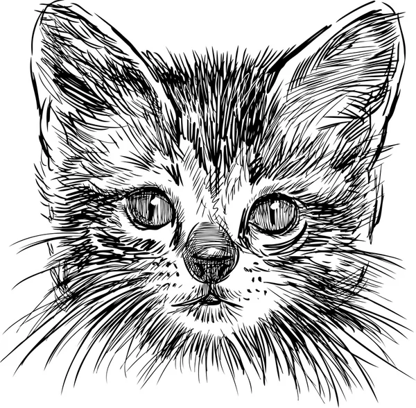 Baş küçük bir kedi — Stok Vektör