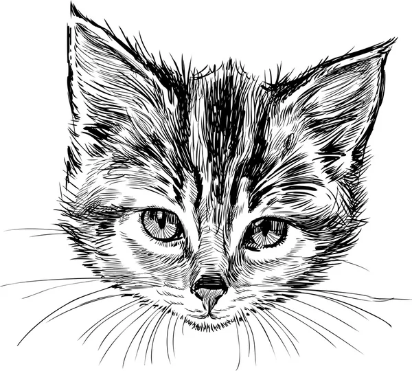 Tête de chaton — Image vectorielle