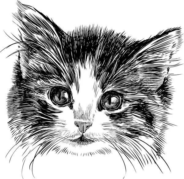子猫の頭 — ストックベクタ
