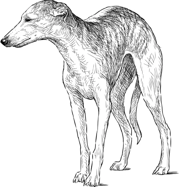 Esboço de galgo italiano — Vetor de Stock