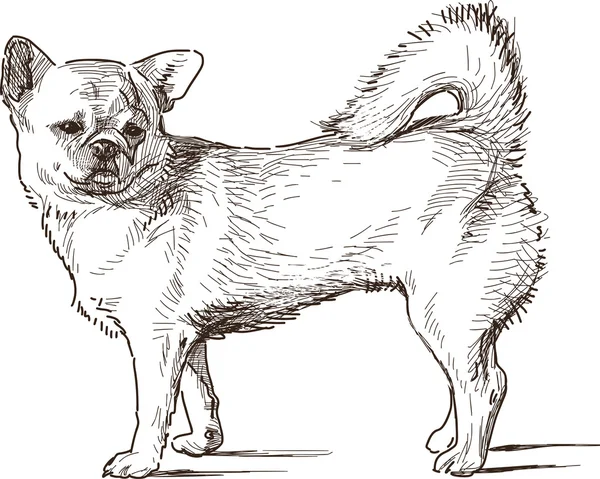 Boceto de perro faldero — Archivo Imágenes Vectoriales