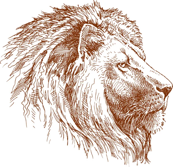 Aslan başkanı