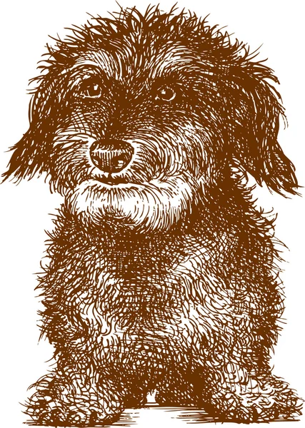 Drôle de chien genou — Image vectorielle