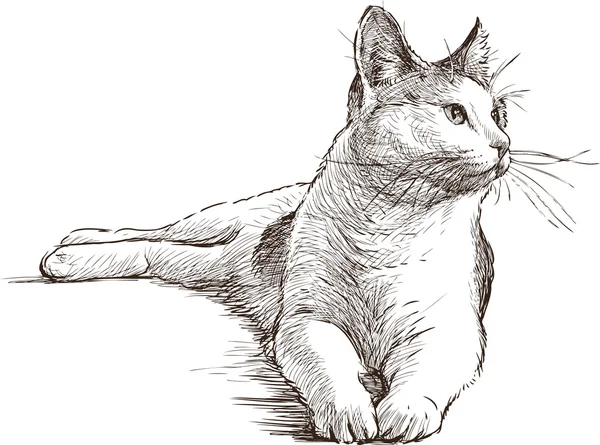 Ескіз домашньої кішки — стоковий вектор