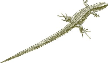 küçük yeşil kertenkele