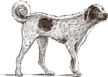 karışık cins köpek