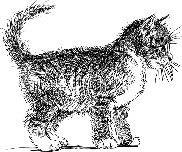 Bosquejo de un pequeño gato — Archivo Imágenes Vectoriales