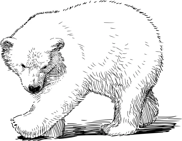 Pequeño oso polar — Archivo Imágenes Vectoriales