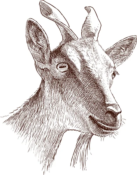 Horská koza hlava — Stockový vektor