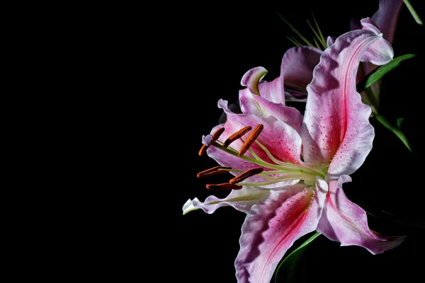 Belle fleur en studio — Photo