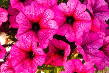 Mavi gökyüzü arka planında kırmızı çiçekler petunya