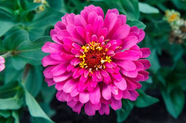 Parlak sonbahar tsinia çiçekleri bahçede yetişir. Seçici odak