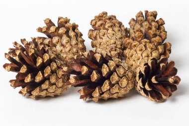 Beyaz arka planda izole edilmiş köknar kozalakları