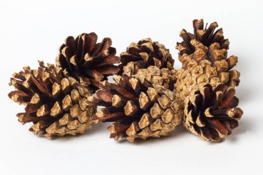 Beyaz arka planda izole edilmiş köknar kozalakları