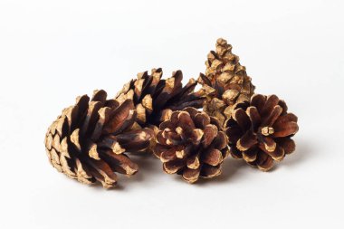 Beyaz arka planda izole edilmiş köknar kozalakları