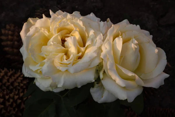 Mooie Witte Rozen Met Groene Steel — Stockfoto