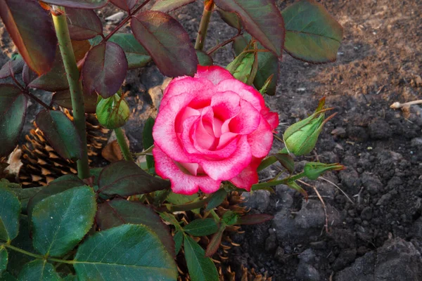 Rosa Vermelha Como Fundo Natural Feriados — Fotografia de Stock