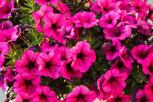 Røde Blomster Petunia Blå Himmel Baggrund - Stock-foto