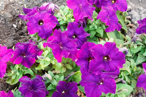 Petunias Flower Green Garden — Stockfoto