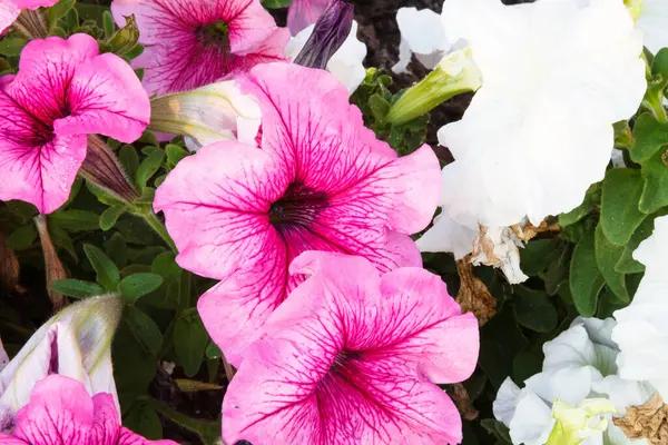 Röda Blommor Petunia Blå Himmel Bakgrund — Stockfoto