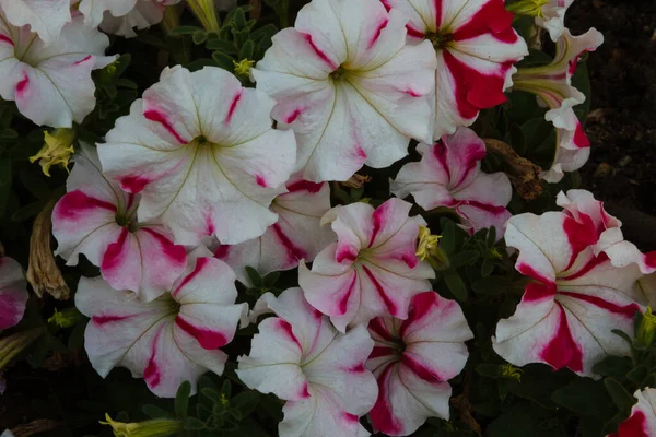 Beautiful White Petunia Blooming Garden Petunia Genus Species Flowering Plants — Stockfoto