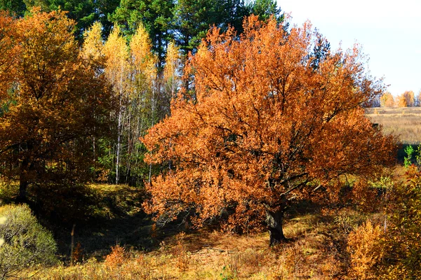 Goldene Eiche in einem Wald nahe Moskau — Stockfoto