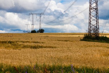 Yüksek voltajlı elektrik hattı direkleri olgunlaşmış buğday tarlalarının arasında duruyor.